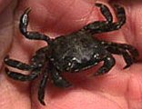 Japanese shore crab image