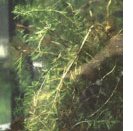 Eurasian watermilfoil image