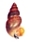 Mollusks