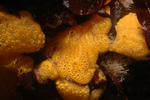 Sheath tunicate (Botrylloides violaceus)
