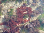 Red alga (Grateloupia turuturu)