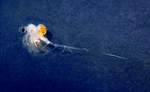 Spiny water flea (Bythotrephes longimanus)